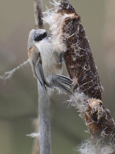 Penduline Tit 2798 .jpg