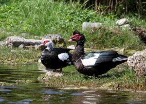 Domestic Muscovy