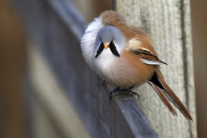 Bearded reedling (male)