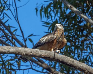 Square-tailed Kite