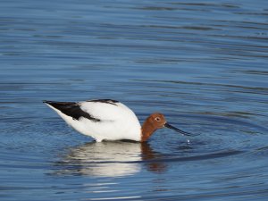 Avocet, Red-necked