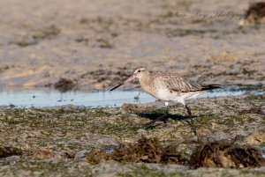 Bar-tailed Godwit