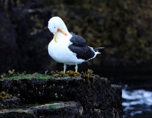 Grooming great backed gull