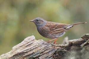 Dunnock