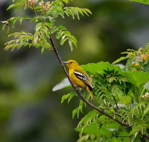 Common Iora ( Female) on a Curry leaf Plant