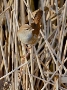 Cetti's Warbler 5692.jpeg