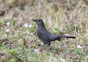 Gray Catbird