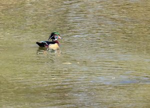 Wood Duck.jpg