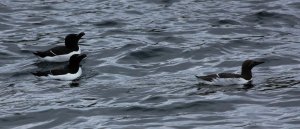 Black and white birds