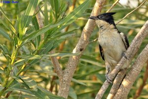 Pied crested cuckoo