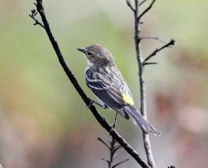 Yellow-rumped Warbler