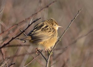 fan-tailed warbler