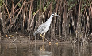 yellow-crowned-night-heron2-web.jpg