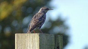 Starling