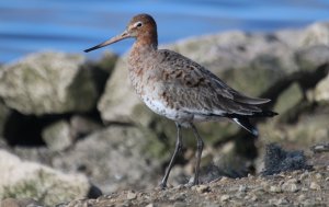 Black-tailed Godwit