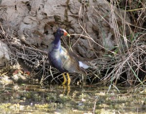 Purple Gallinule