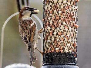 House Sparrow enjoying the new feeding station