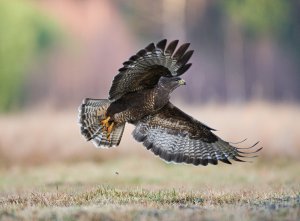 Buteo buteo.jpg