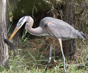 Great Blue Heron