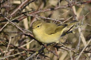 chiffchaff6.jpg