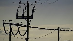 Starlings, testing the wires.