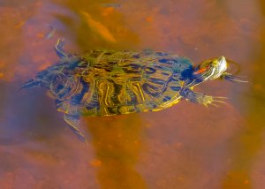 Red-eared Slider, Camelot Park.jpg