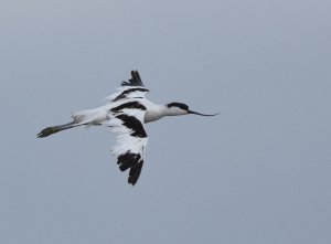 Avocet flying