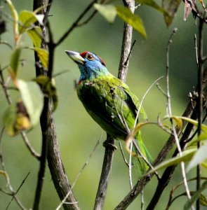 Blue-throated Barbet_VTM2.JPG