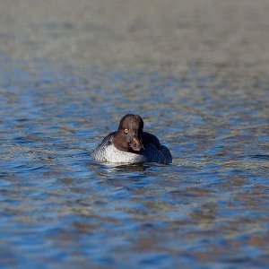 Common Goldeneye