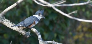 Belted Kingfisher