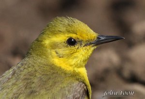 yellow wagtail