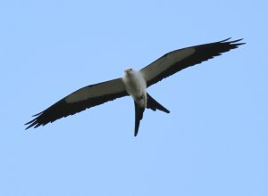 Swallow-tailed Kite