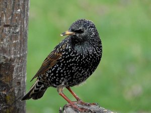 STARLING