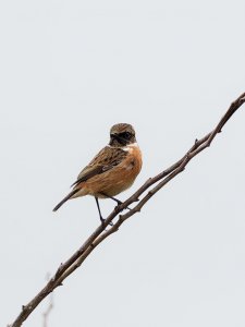 Male (?) Stonechat