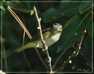 Red-Eyed Vireo