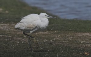 Little Egret 8576.jpg