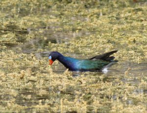 Purple Gallinule