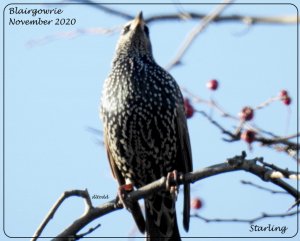 Starling Sun gazing