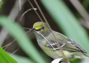 White-eyed Vireo