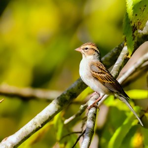 Chipping Sparrow (nonbreeding plumage).jpg