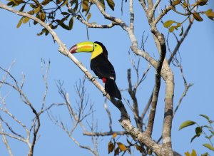 Keel-billed Toucan