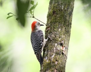 Red-bellied Woodpecker