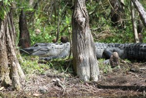 American Alligator