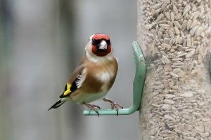 A beautiful goldfinch