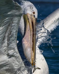 Pelican .jpg