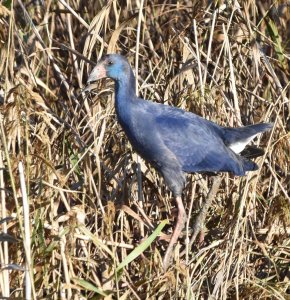 Purple Gallinule