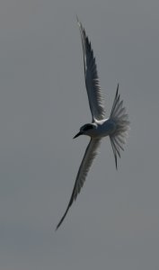 Forster's tern