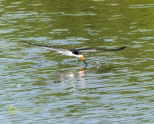 Black Skimmer