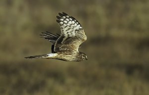 Hen Harrier