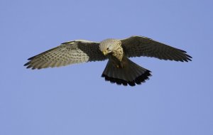 Kestrel